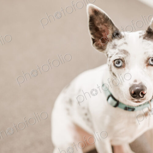 A small dog sitting on the ground looking up.