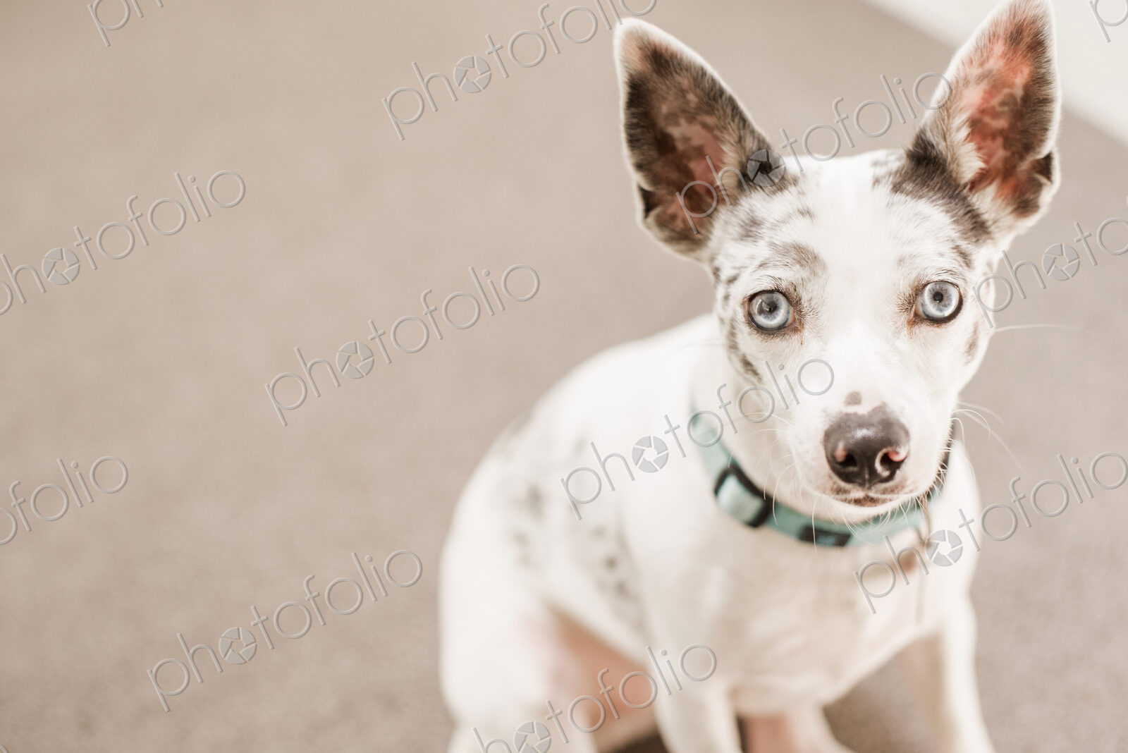 A small dog sitting on the ground looking up.