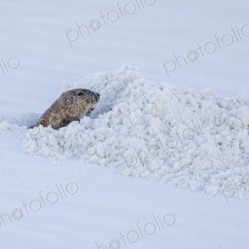 A small gopher emerging from a trench or burrow, White Sands National Park, Alamogordo,