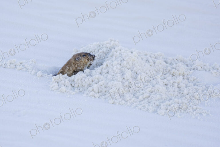 A small gopher emerging from a trench or burrow, White Sands National Park, Alamogordo,