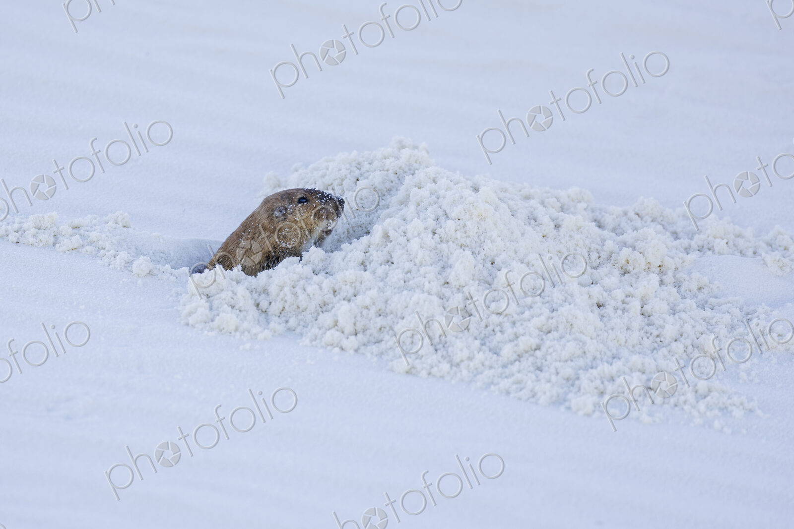 A small gopher emerging from a trench or burrow, White Sands National Park, Alamogordo,