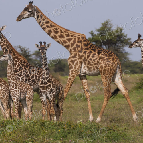 A small group of Masai giraffe in Serengeti National Park, Tanzania A small group of Masai giraffe in Serengeti National Park, Tanzania