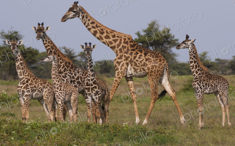 A small group of Masai giraffe in Serengeti National Park, Tanzania