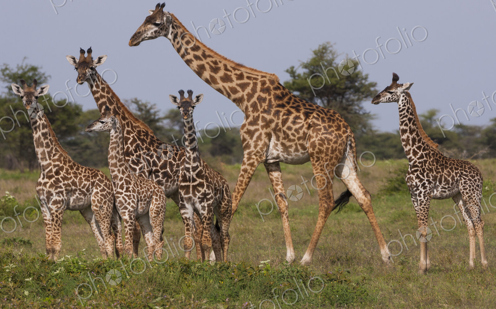 A small group of Masai giraffe in Serengeti National Park, Tanzania