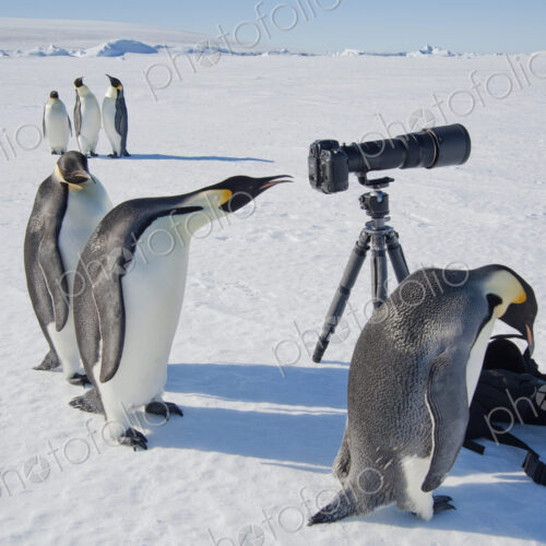 A small group of curious Emperor penguins looking at camera and tripod on the ice on… A small group of curious Emperor penguins looking at camera and tripod on the ice on…