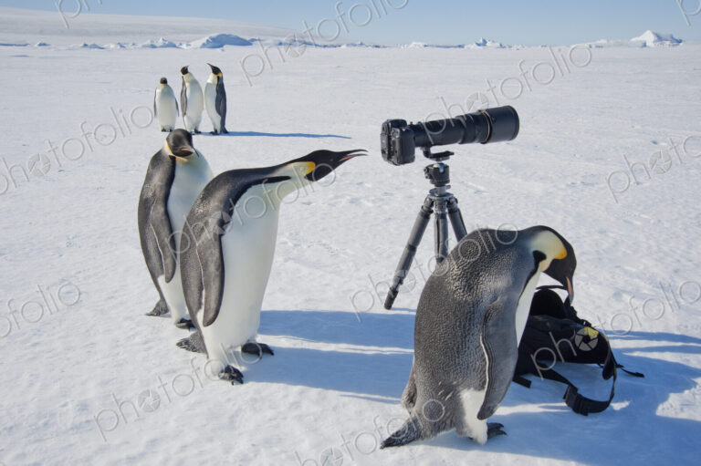 A small group of curious Emperor penguins looking at camera and tripod on the ice on…