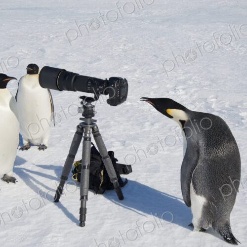 A small group of curious Emperor penguins looking at camera and tripod on the ice on… A small group of curious Emperor penguins looking at camera and tripod on the ice on…