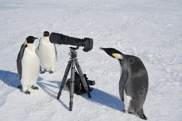 A small group of curious Emperor penguins looking at camera and tripod on the ice on…