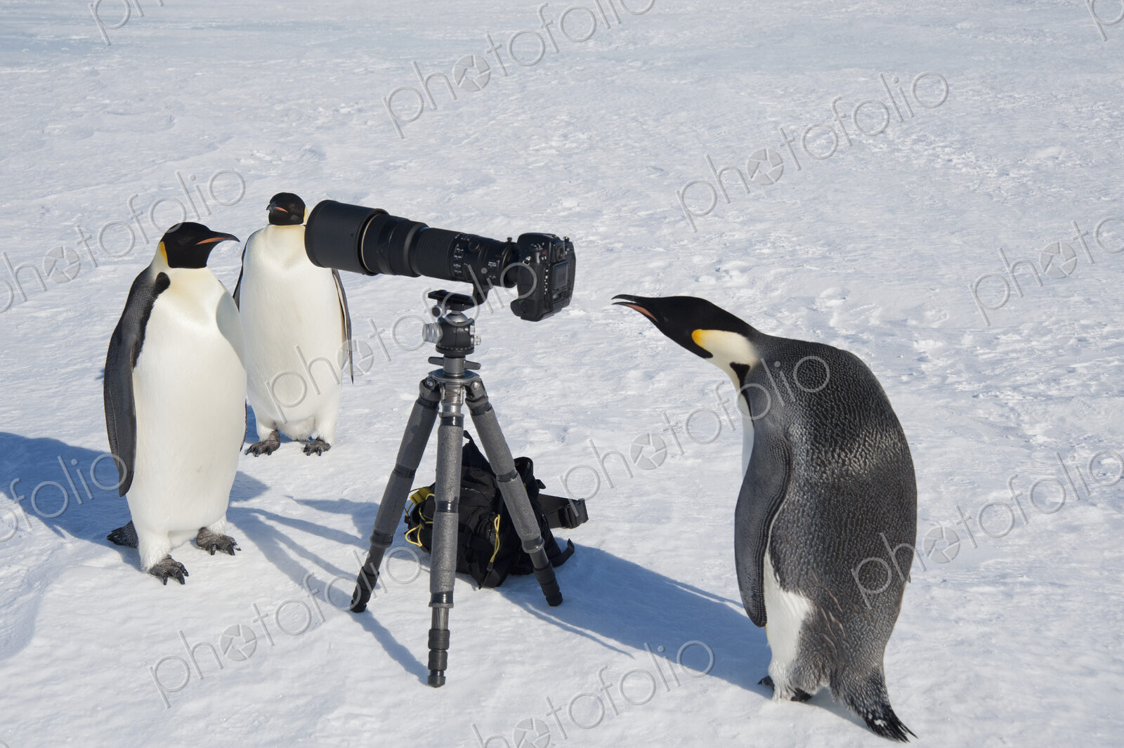 A small group of curious Emperor penguins looking at camera and tripod on the ice on…