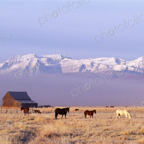 A small group of horses grazing in the Heber Valley. A snowcapped mountain range, and…