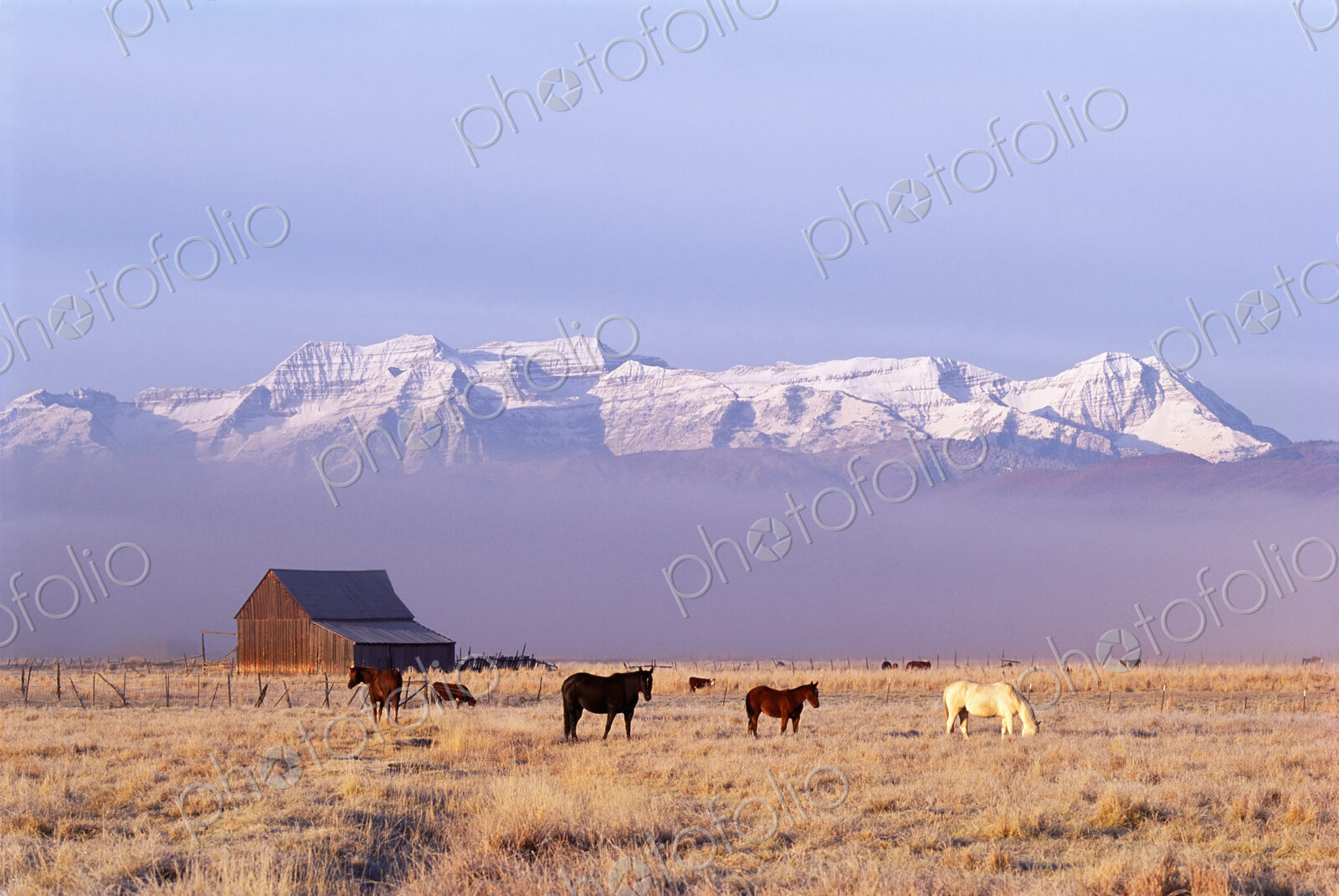 A small group of horses grazing in the Heber Valley. A snowcapped mountain range, and…