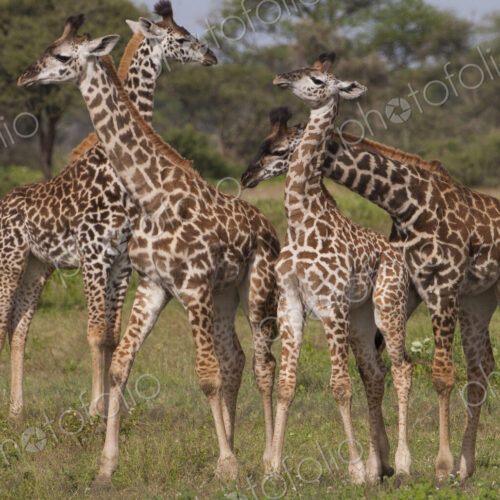A small group of masai giraffe, Serengeti National Park, Tanzania