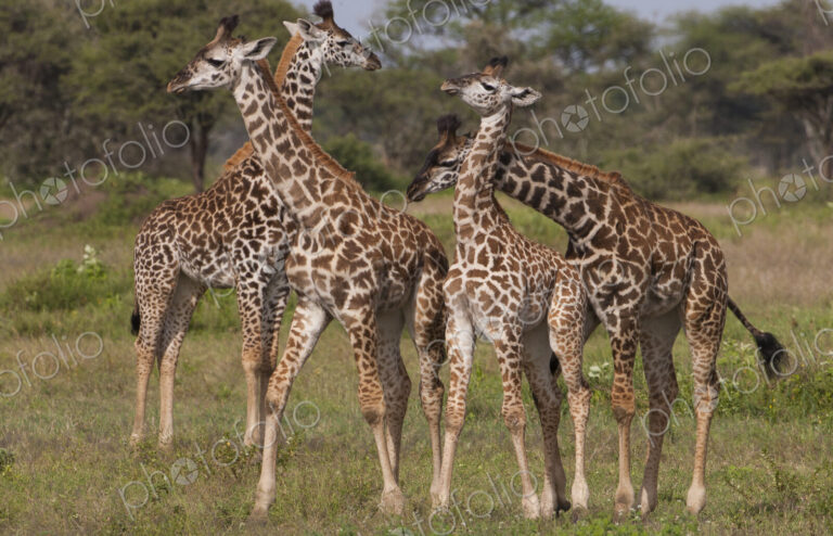 A small group of masai giraffe, Serengeti National Park, Tanzania