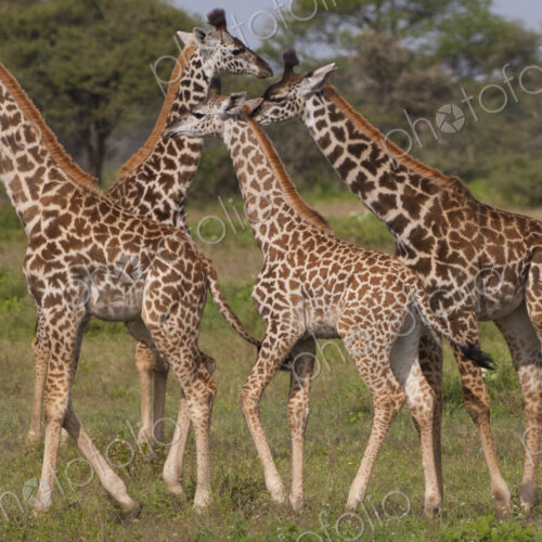 A small group of masai giraffe, Serengeti National Park, Tanzania