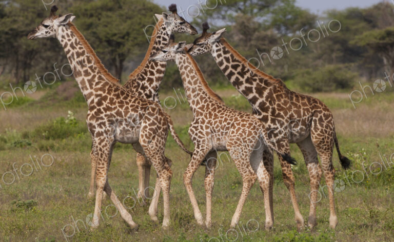 A small group of masai giraffe, Serengeti National Park, Tanzania