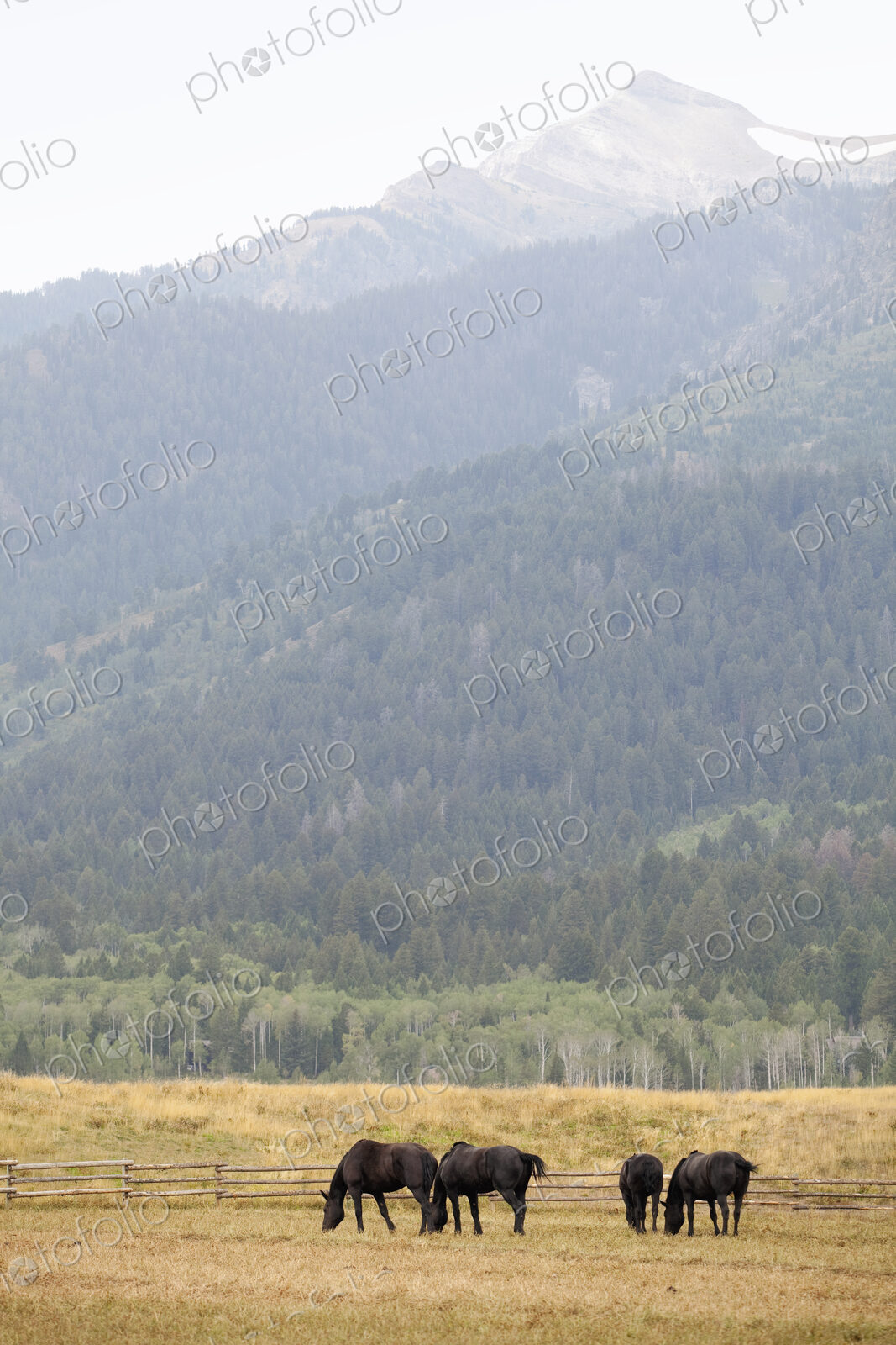 A small herd of horses, grazing on the plains, with a backdrop of mountains with…