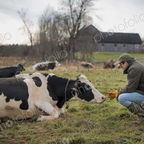 A small organic dairy farm with a mixed herd of cows and goats.