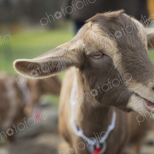 A small organic dairy farm with a mixed herd of cows and goats.