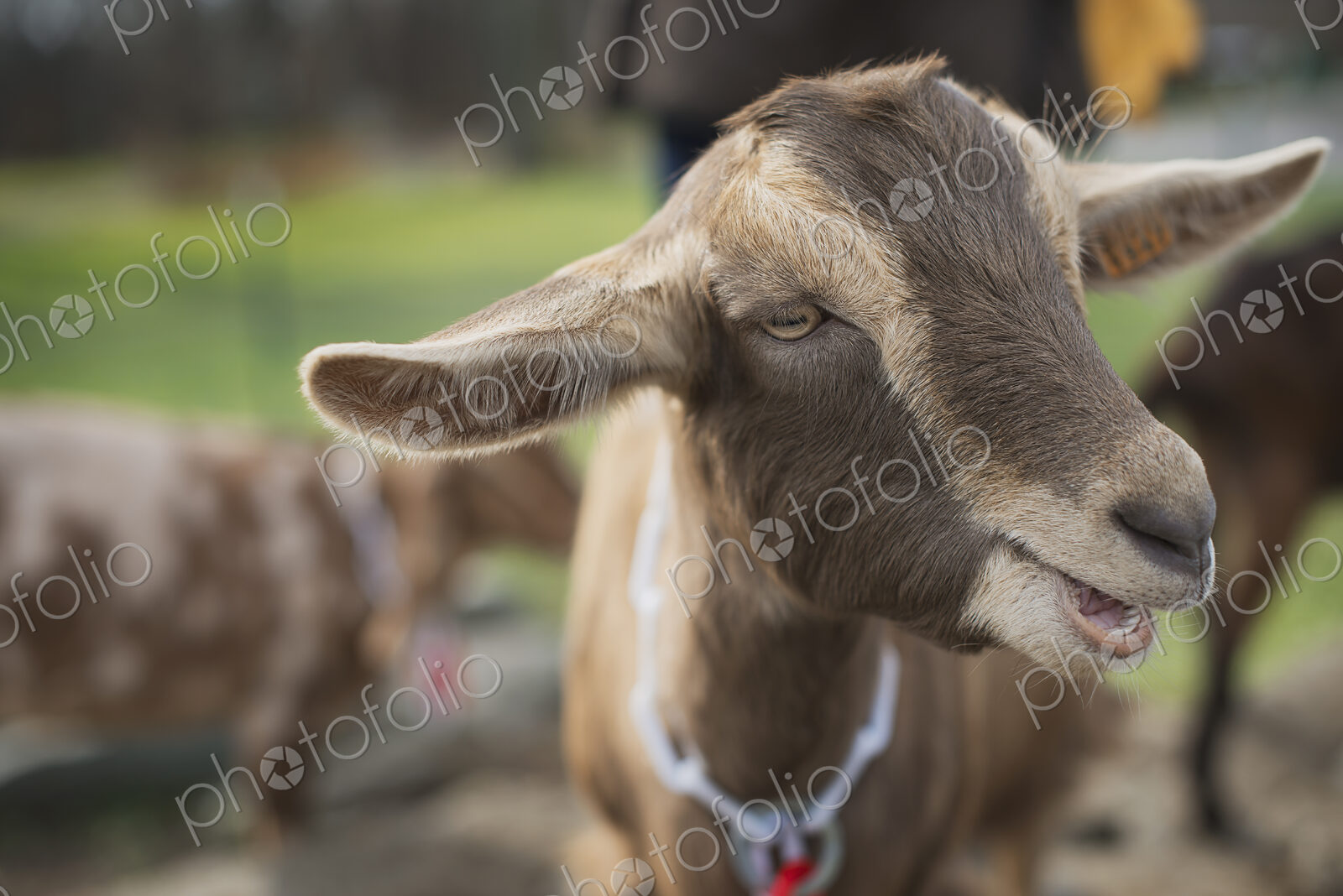 A small organic dairy farm with a mixed herd of cows and goats.