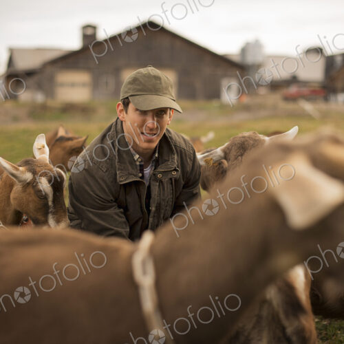 A small organic dairy farm with a mixed herd of cows and goats. Farmer working and…