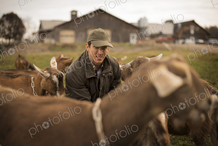 A small organic dairy farm with a mixed herd of cows and goats. Farmer working and…