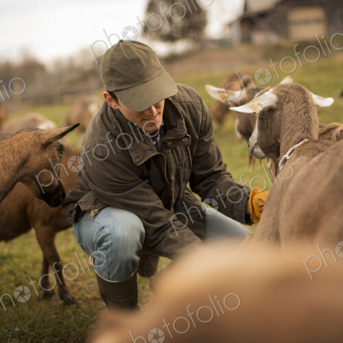 A small organic dairy farm with a mixed herd of cows and goats. Farmer working and…