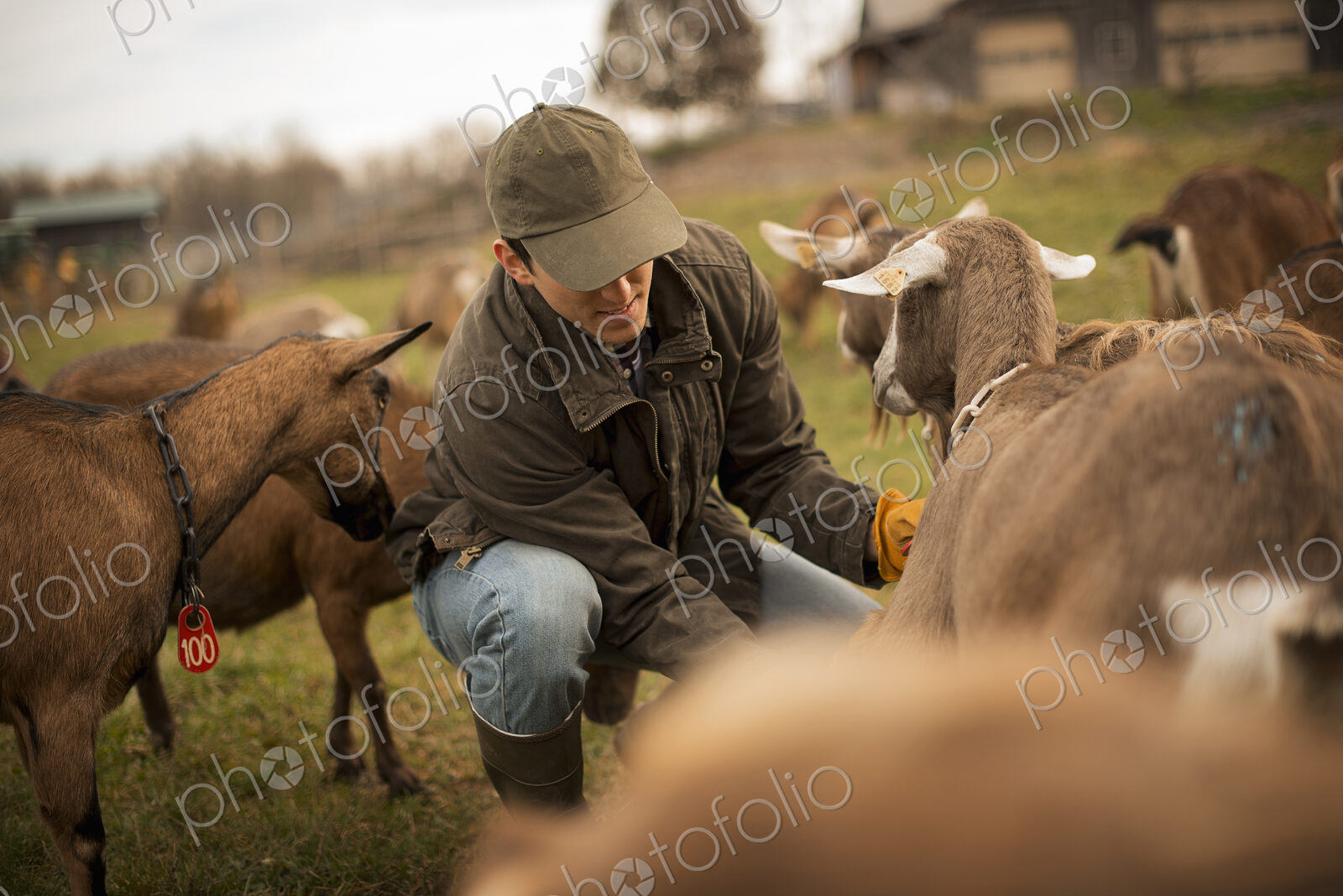 A small organic dairy farm with a mixed herd of cows and goats. Farmer working and…