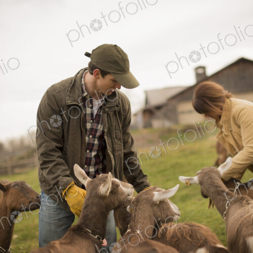 A small organic dairy farm with a mixed herd of cows and goats. Farmer working and…