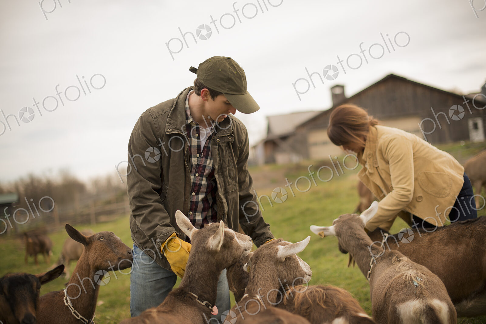 A small organic dairy farm with a mixed herd of cows and goats. Farmer working and…