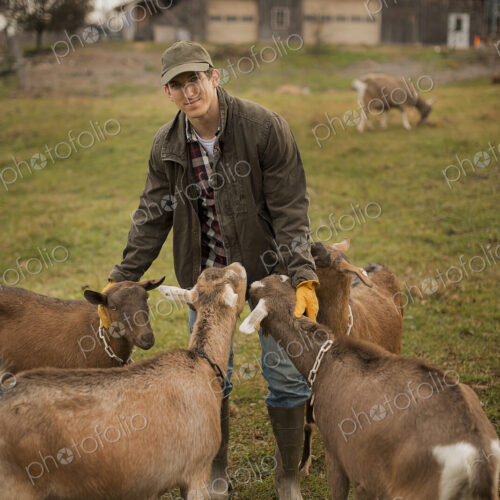 A small organic dairy farm with a mixed herd of cows and goats. Farmer working and…