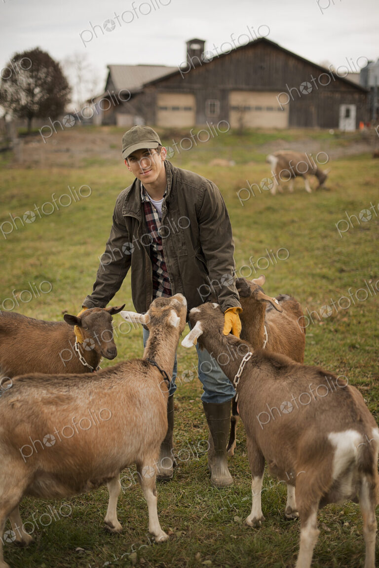 A small organic dairy farm with a mixed herd of cows and goats. Farmer working and…