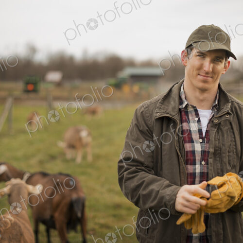 A small organic dairy farm with a mixed herd of cows and goats. Farmer working and…