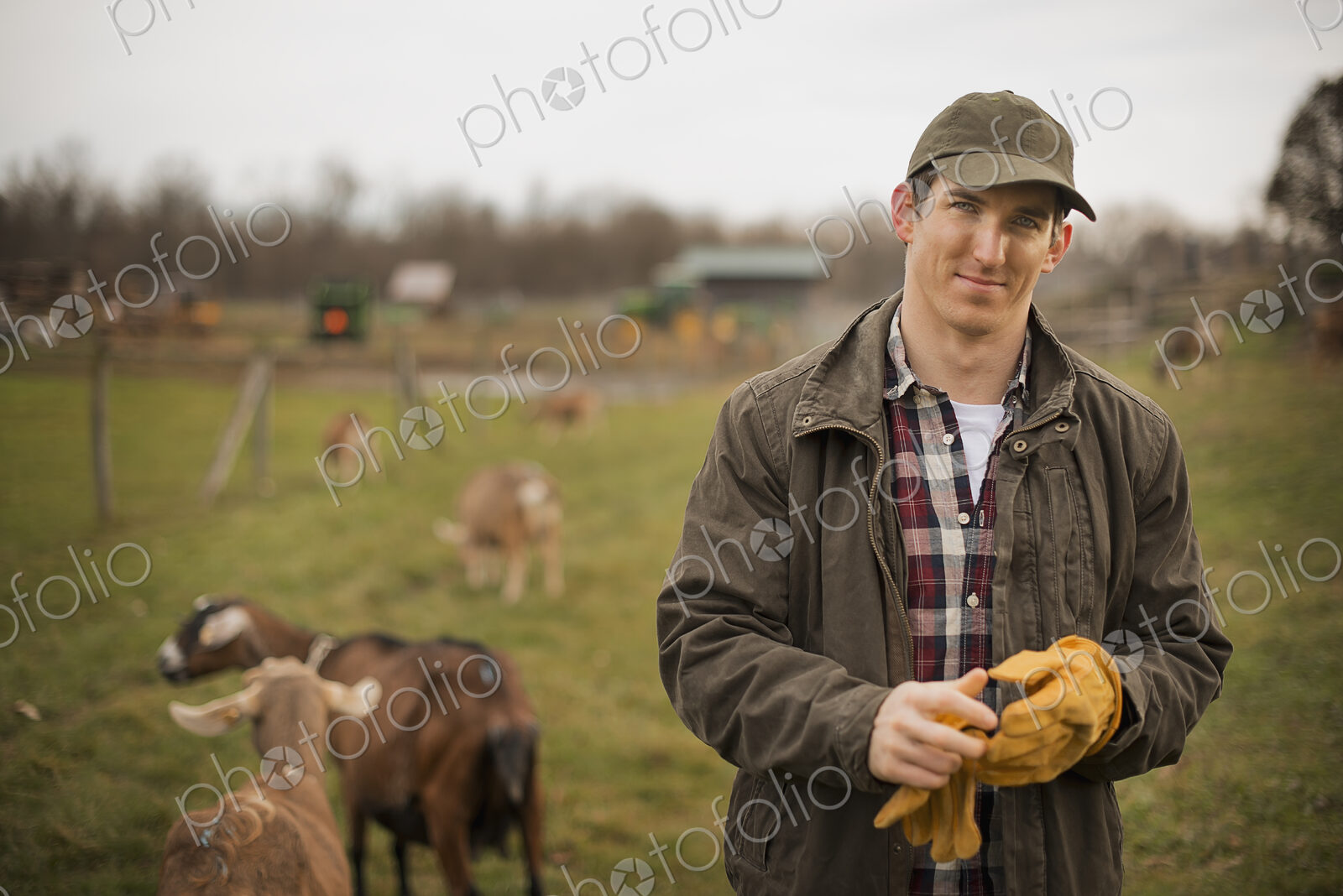 A small organic dairy farm with a mixed herd of cows and goats. Farmer working and…