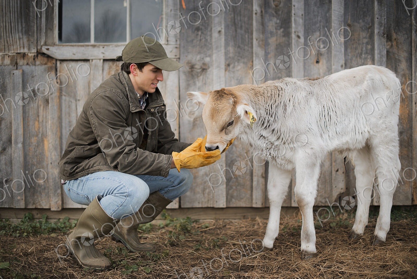 A small organic dairy farm with a mixed herd of cows and goats. Farmer working and…