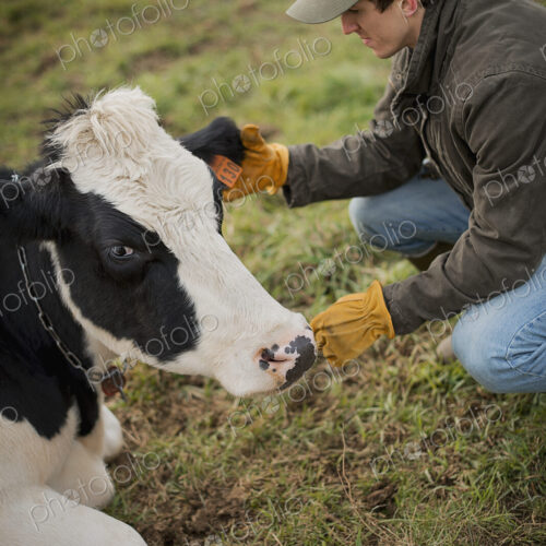 A small organic dairy farm with a mixed herd of cows and goats. Farmer working and…