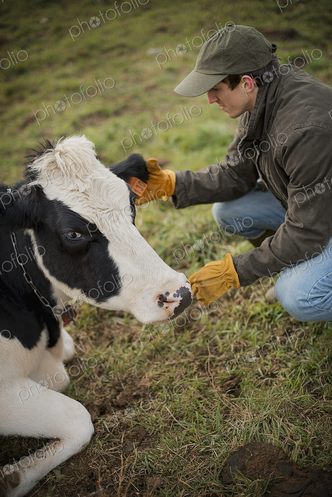 A small organic dairy farm with a mixed herd of cows and goats. Farmer working and…