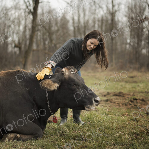 A small organic dairy farm with a mixed herd of cows and goats. Farmer working and…