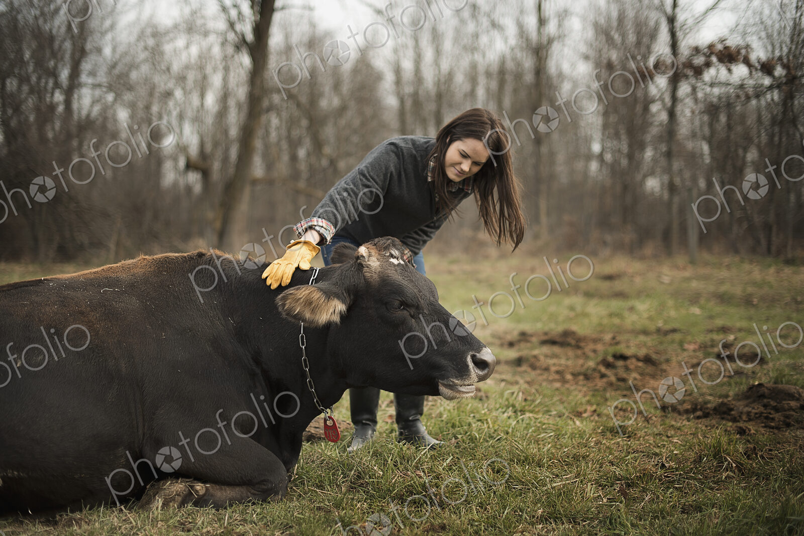 A small organic dairy farm with a mixed herd of cows and goats. Farmer working and…