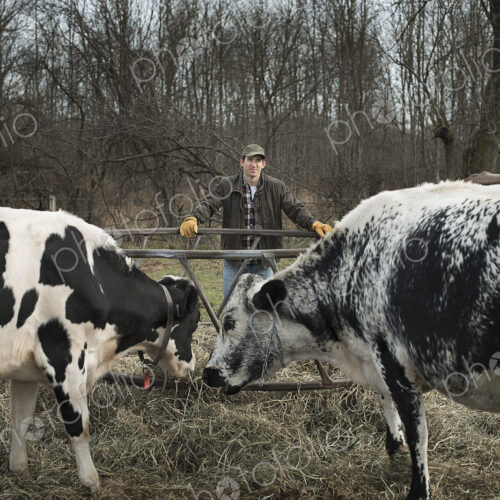 A small organic dairy farm with a mixed herd of cows and goats. Farmer working and…