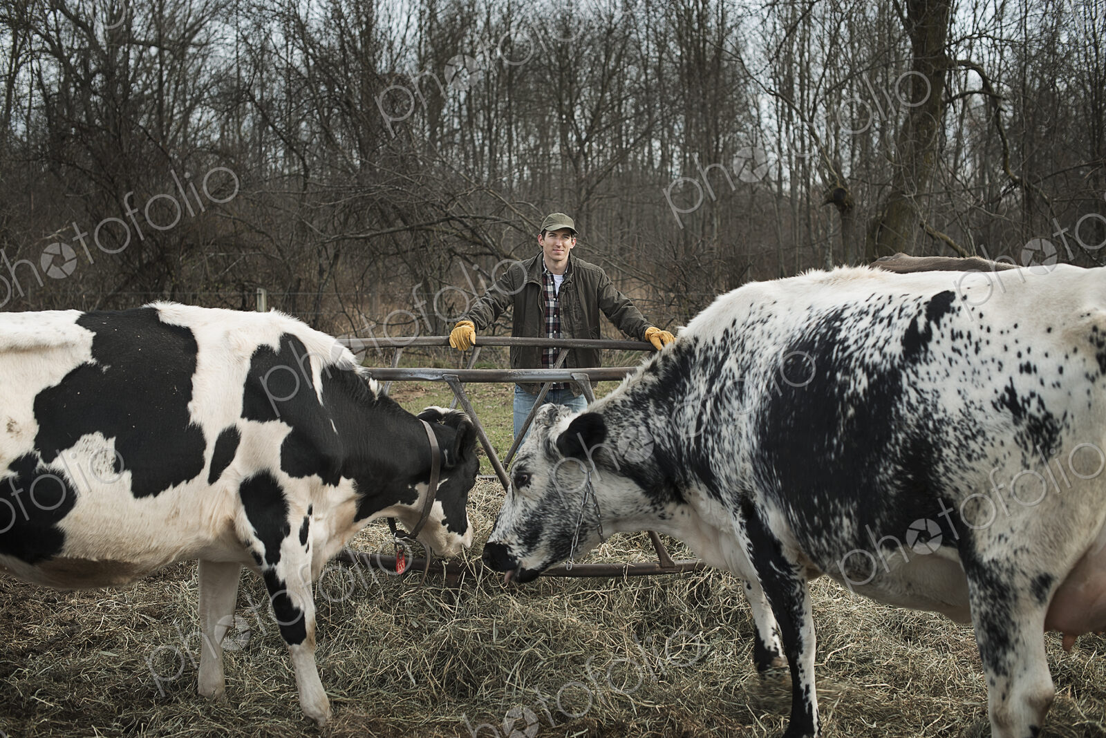 A small organic dairy farm with a mixed herd of cows and goats. Farmer working and…