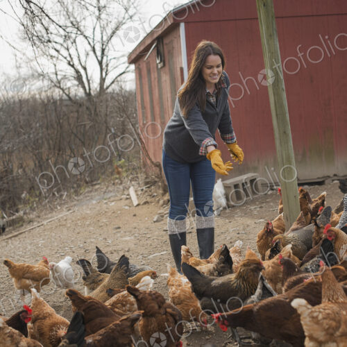 A small organic dairy farm with a mixed herd of cows and goats. Farmer working and…