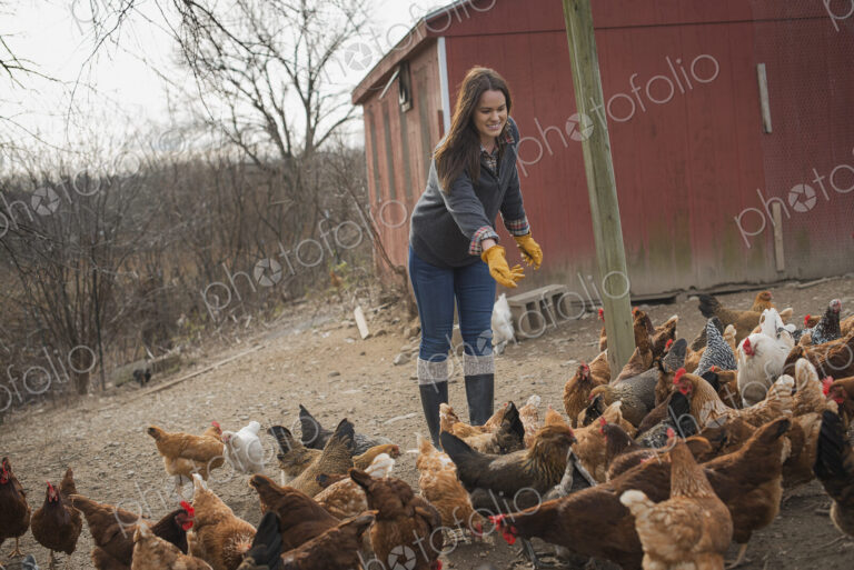 A small organic dairy farm with a mixed herd of cows and goats. Farmer working and…