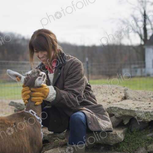 A small organic dairy farm with a mixed herd of cows and goats. Farmer working and…