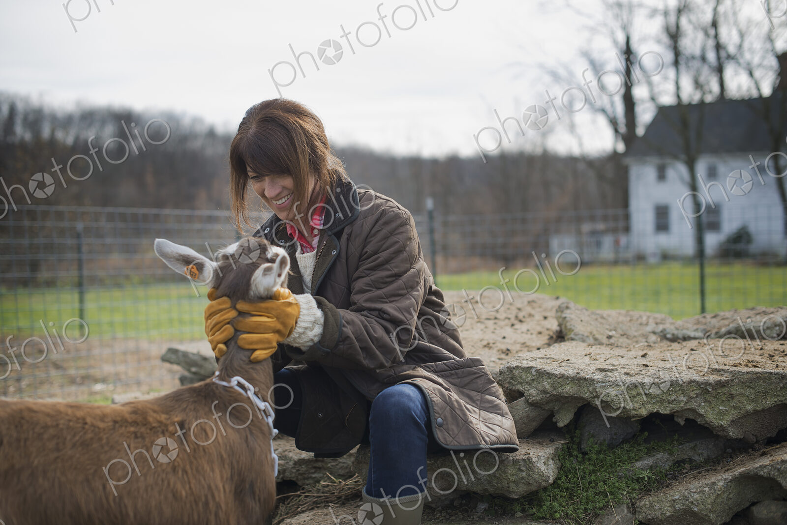 A small organic dairy farm with a mixed herd of cows and goats. Farmer working and…