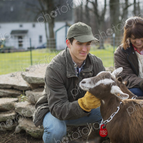 A small organic dairy farm with a mixed herd of cows and goats. Farmer working and…