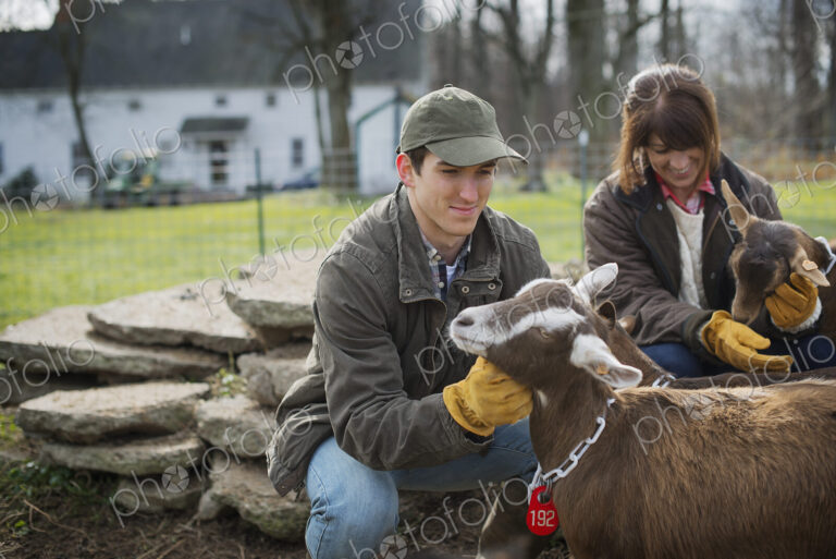 A small organic dairy farm with a mixed herd of cows and goats. Farmer working and…