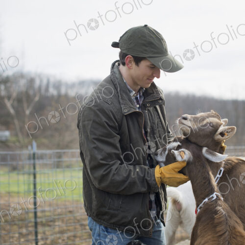 A small organic dairy farm with a mixed herd of cows and goats. Farmer working and…