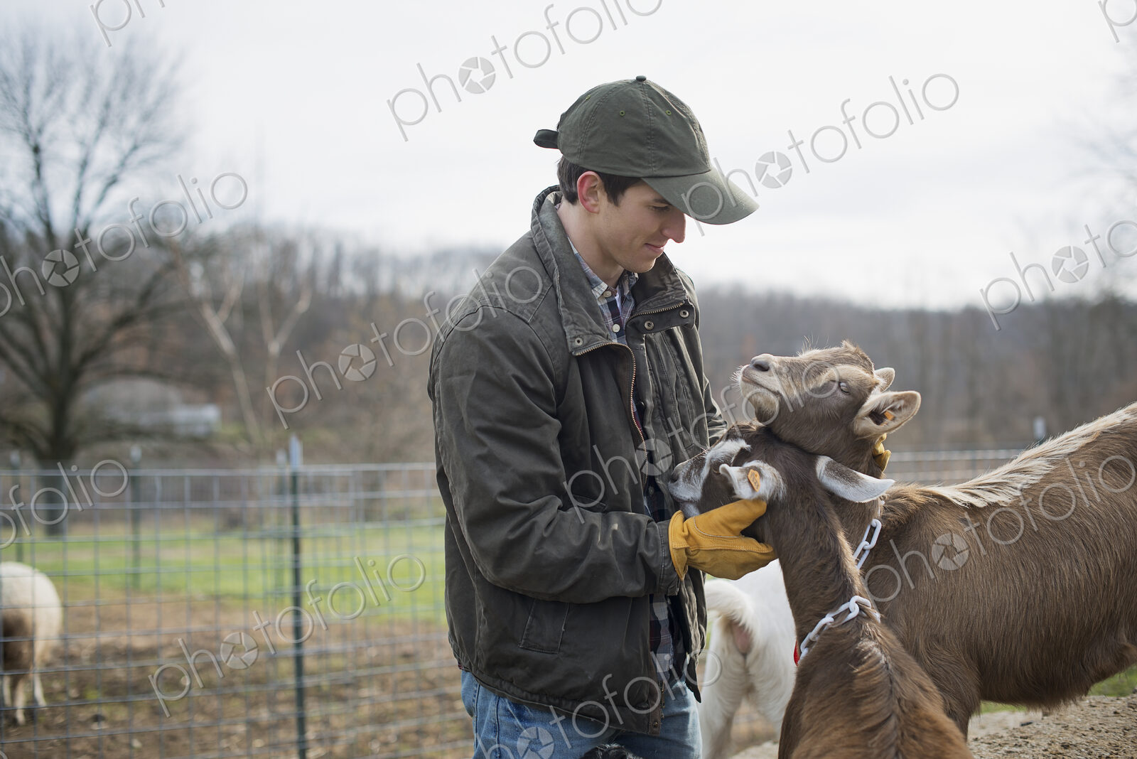 A small organic dairy farm with a mixed herd of cows and goats. Farmer working and…