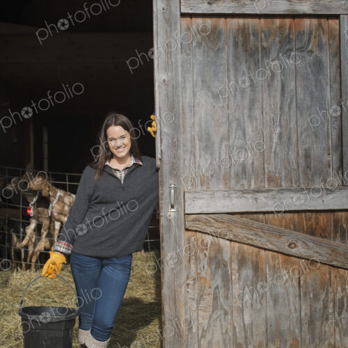 A small organic dairy farm with a mixed herd of cows and goats. Farmer working and…