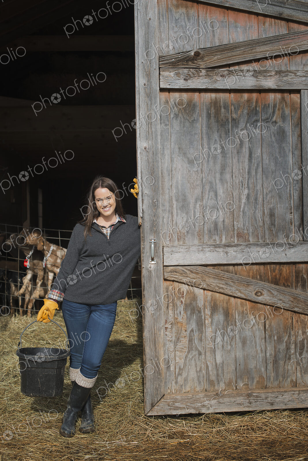A small organic dairy farm with a mixed herd of cows and goats. Farmer working and…